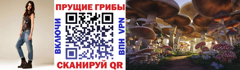 ОМГ ОМГ ссылка  Нарьян-Мар  Галлюциногенные грибы Cubensis 